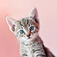 Kedi
